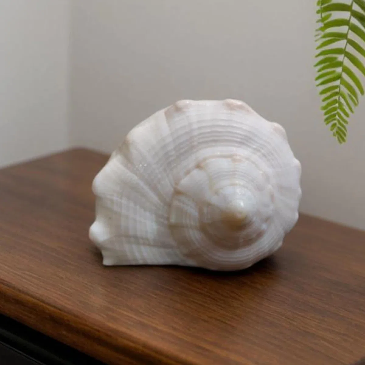 Abhimantrit Dakshinavarti Shankh Natural White Valampuri Sangu Pooja Shank 3"inch ~ Right Hand Dakshinavarti Lakshmi Shankh Rare Conch Shell for Puja Pooja Diwali Home Decor Gift Valampuri Jal Sangu