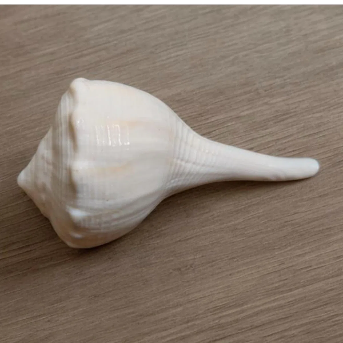 Abhimantrit Dakshinavarti Shankh Natural White Valampuri Sangu Pooja Shank 3"inch ~ Right Hand Dakshinavarti Lakshmi Shankh Rare Conch Shell for Puja Pooja Diwali Home Decor Gift Valampuri Jal Sangu