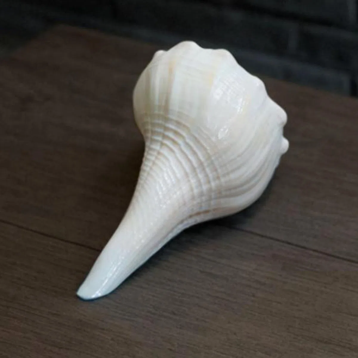 Abhimantrit Dakshinavarti Shankh Natural White Valampuri Sangu Pooja Shank 3"inch ~ Right Hand Dakshinavarti Lakshmi Shankh Rare Conch Shell for Puja Pooja Diwali Home Decor Gift Valampuri Jal Sangu