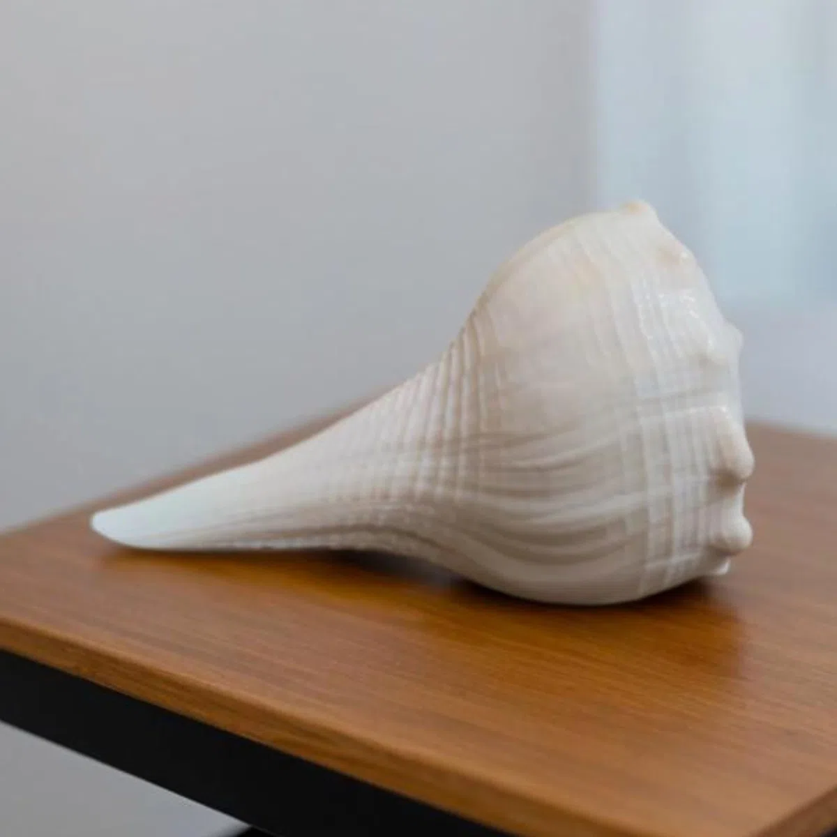 Abhimantrit Dakshinavarti Shankh Natural White Valampuri Sangu Pooja Shank 3"inch ~ Right Hand Dakshinavarti Lakshmi Shankh Rare Conch Shell for Puja Pooja Diwali Home Decor Gift Valampuri Jal Sangu