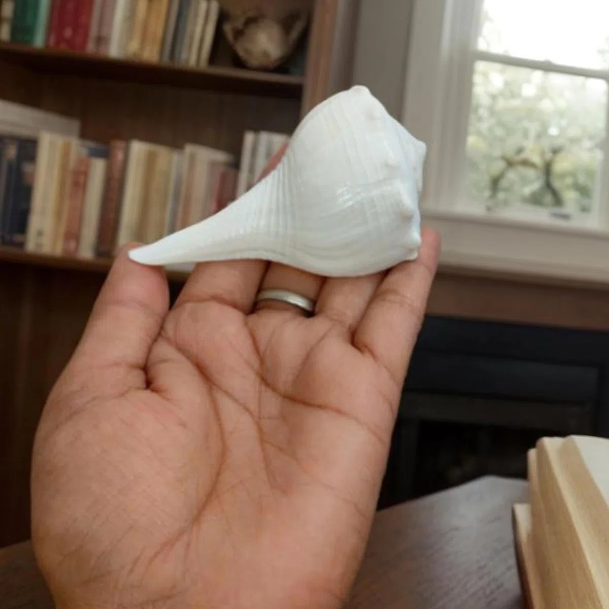 Abhimantrit Dakshinavarti Shankh Natural White Valampuri Sangu Pooja Shank 3"inch ~ Right Hand Dakshinavarti Lakshmi Shankh Rare Conch Shell for Puja Pooja Diwali Home Decor Gift Valampuri Jal Sangu
